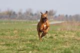 RODESIAN RIDGEBACK 057
